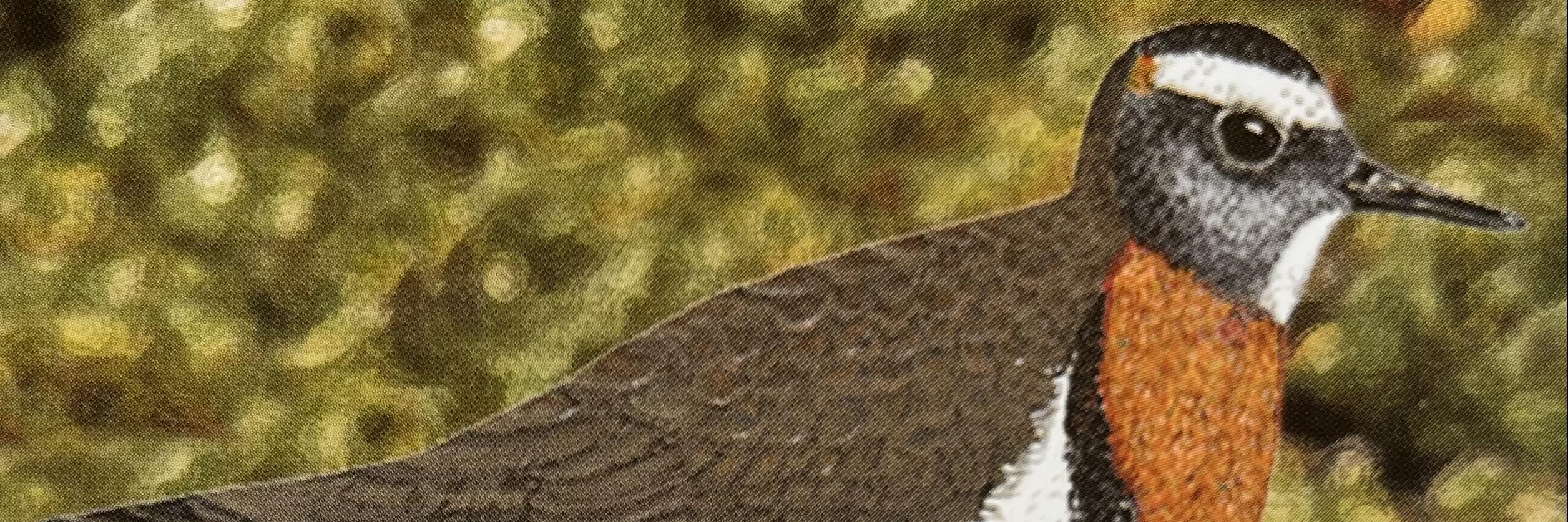 Chorlo chileno (Charadrius modestus) 