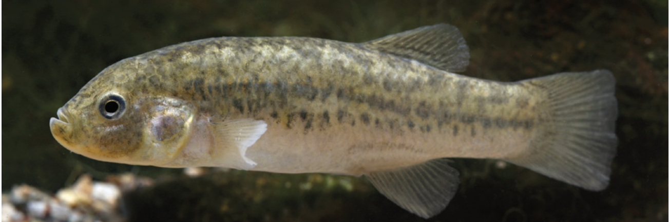 Orestias piacotensis