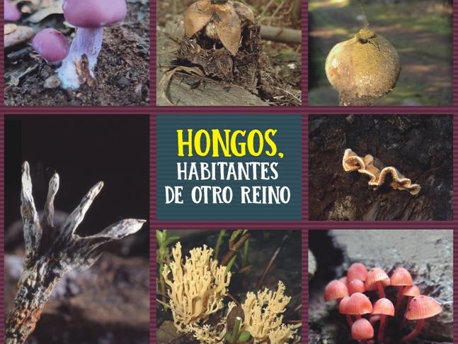 Charla Magistral Fundación Fungi Charla especializada a cargo de Daniela Torres biotecnóloga de profesión y micóloga, directora de la Fundación Fungi.