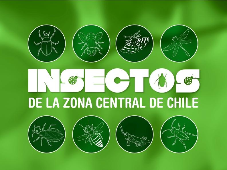 Insectos de la zona central de Chile