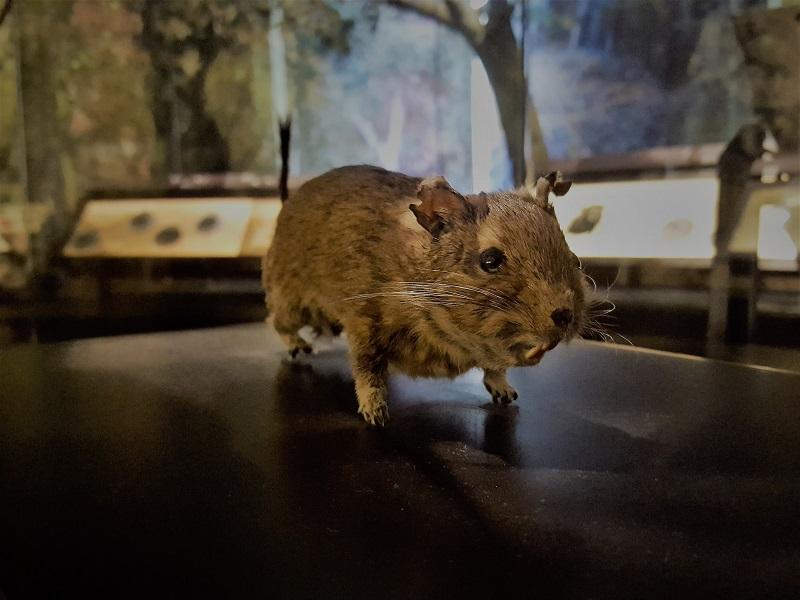 Degú Octodon degus Pequeño caviomorfo endémico de Chile es usualmente denominado degú común, para distinguirlo de los otros miembros del género Octodon.