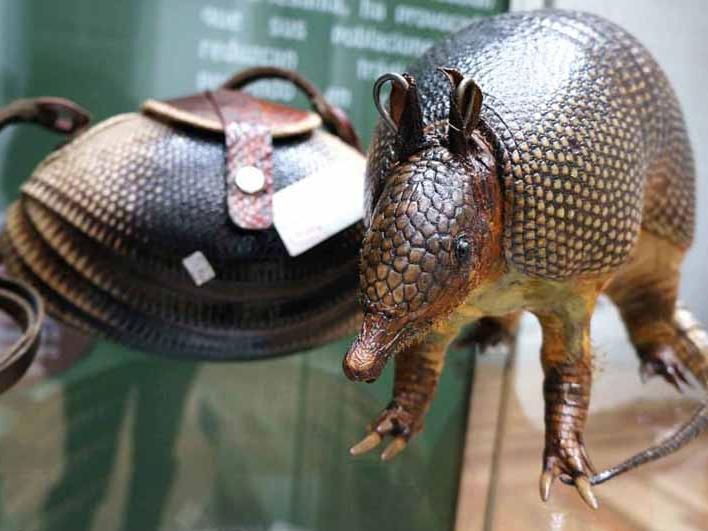 Exposición "Tráfico de especies"