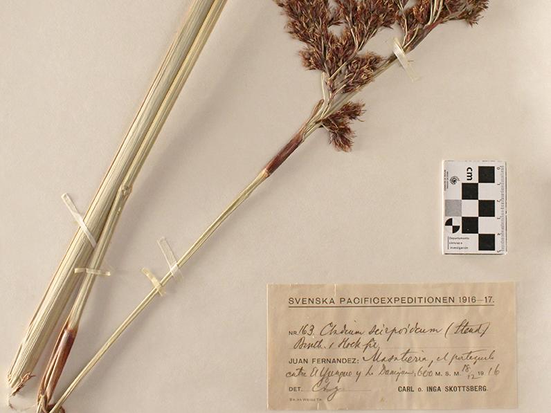 Cladium scirpoideum (Steud.) 