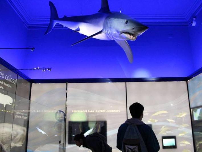 Sala Migraciones, exposición permanente "Biodiversidad en la región de Valparaíso" MHNV