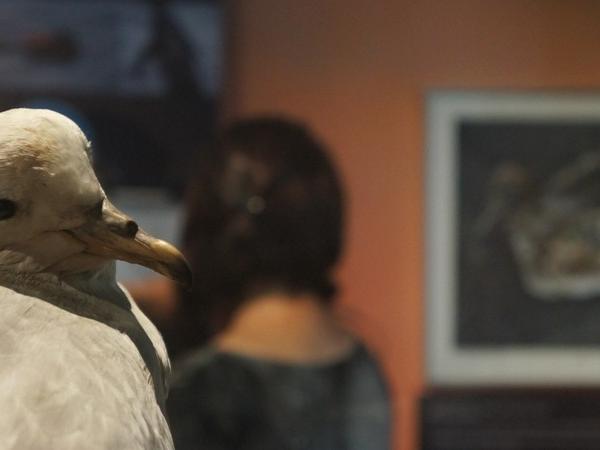 Sala superficie, exposición permante "Biodiversidad de la región central" MHNV