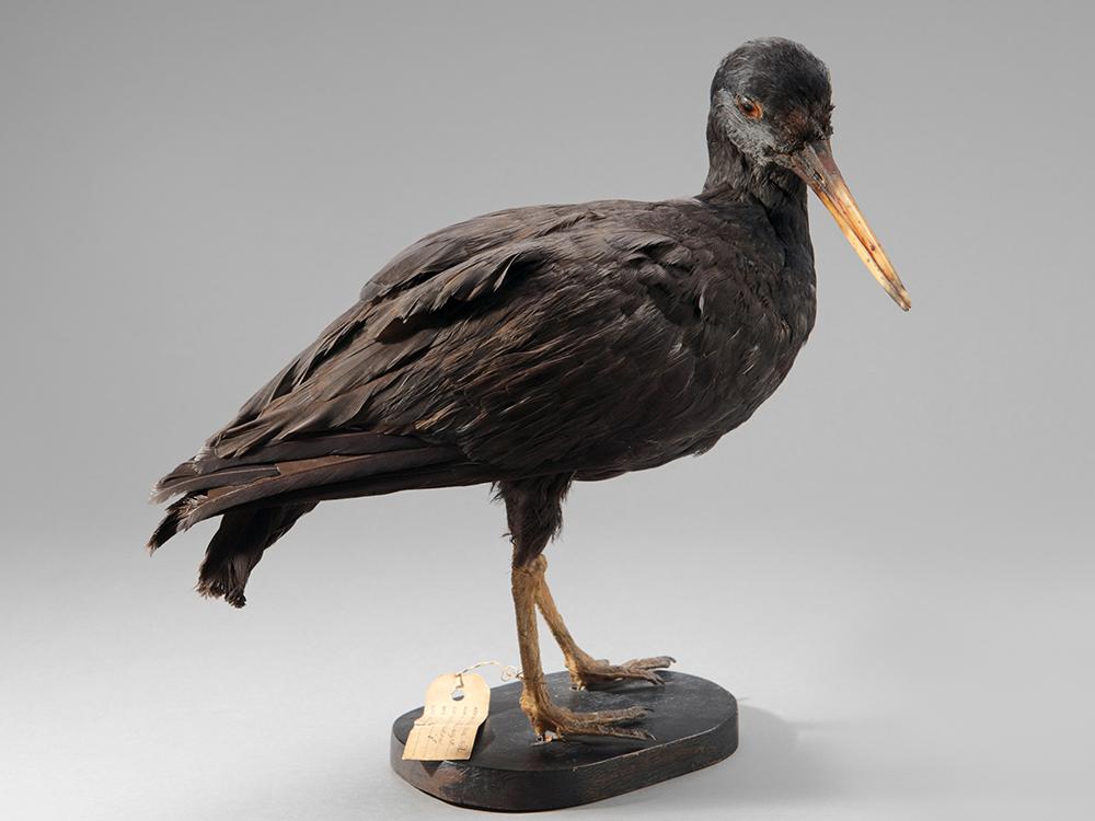 Pilpilén negro (Haematopus ater)