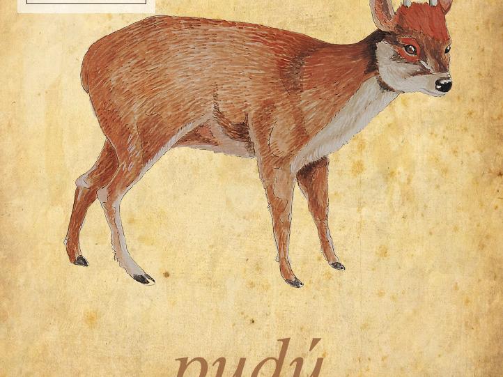 la pieza del mes Pudú (Pudu pudu) Colección biología MHNV