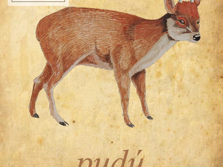 Pudú (Pudu pudu) Colección biología MHNV