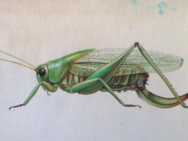 Dibujo naturalista Tettigoniidae sp, Laupita de los árboles. (Autor: s.n / Fecha estimada de creación: 1975-1978). Propietario Alfedro Ugarte en comodato en el MHNV. Trabajo de restauración y conservación realizado por María Zaragoza en el Laboratorio de