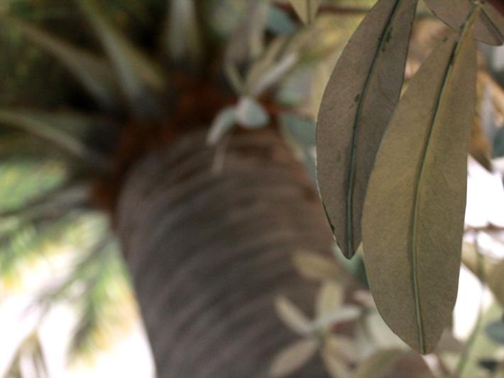 Flora de Valparaíso: Jubaea chilensis. Sala Parque Nacional La Campana, MHNV