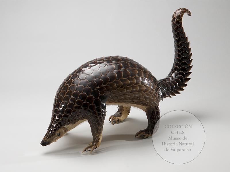 Pangolín malayo embalsamado, s/f. Cites, apéndices I-II. Depósito legal del Museo de Historia Natural de Valparaíso.