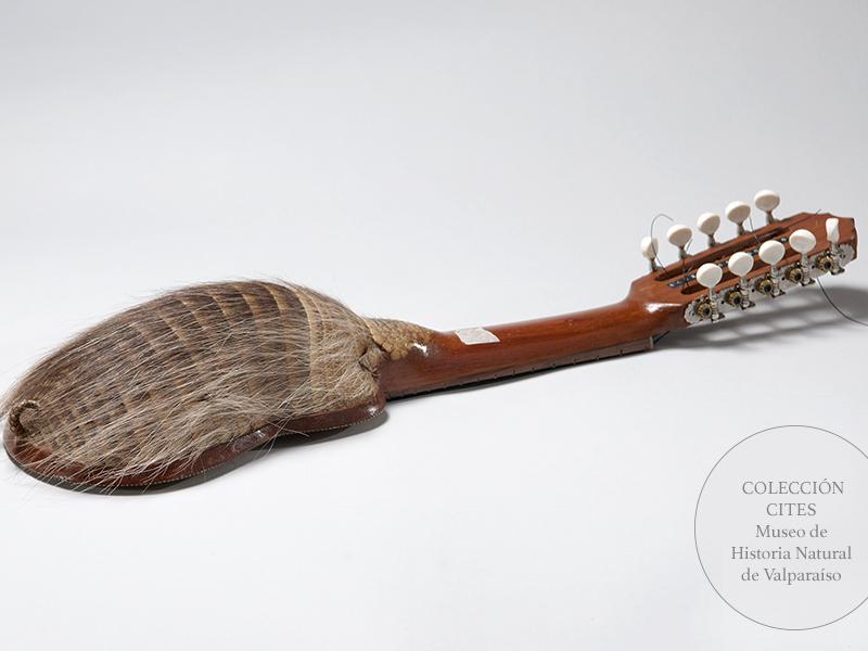Charango de quirquincho peludo patagónico, s/f. Cites, apéndice II. Depósito legal del Museo de Historia Natural de Valparaíso.