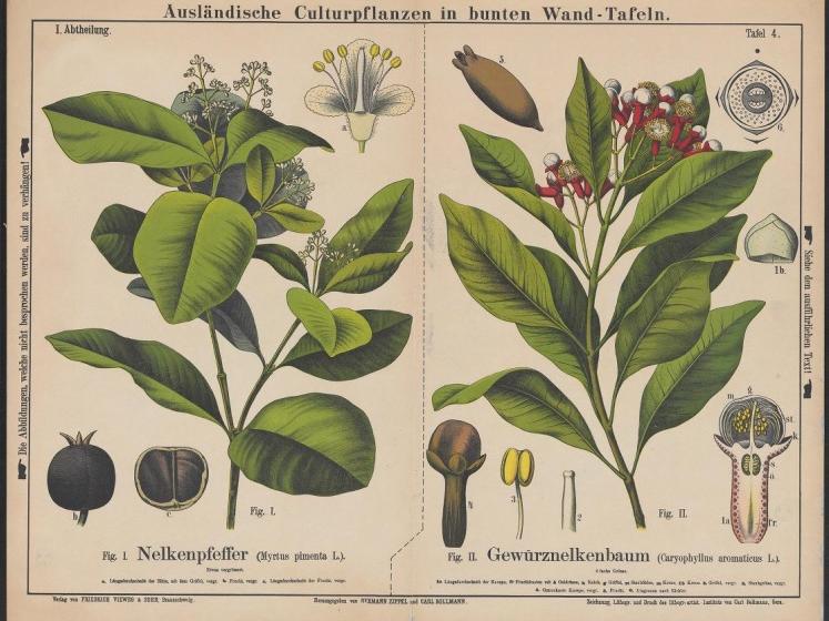 Zippel, H., Bollmann, K. &amp; Thomé, Otto W. 1880-1881. Ausländische Culturpflanzen in bunten Wand tafeln (Plantas cultivadas en el extranjero en coloridos paneles de pared), Tafel 4 (Pizarra 4).