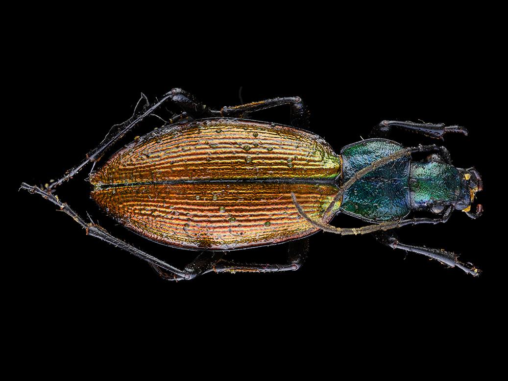 Peorro común (Ceroglossus chilensis)