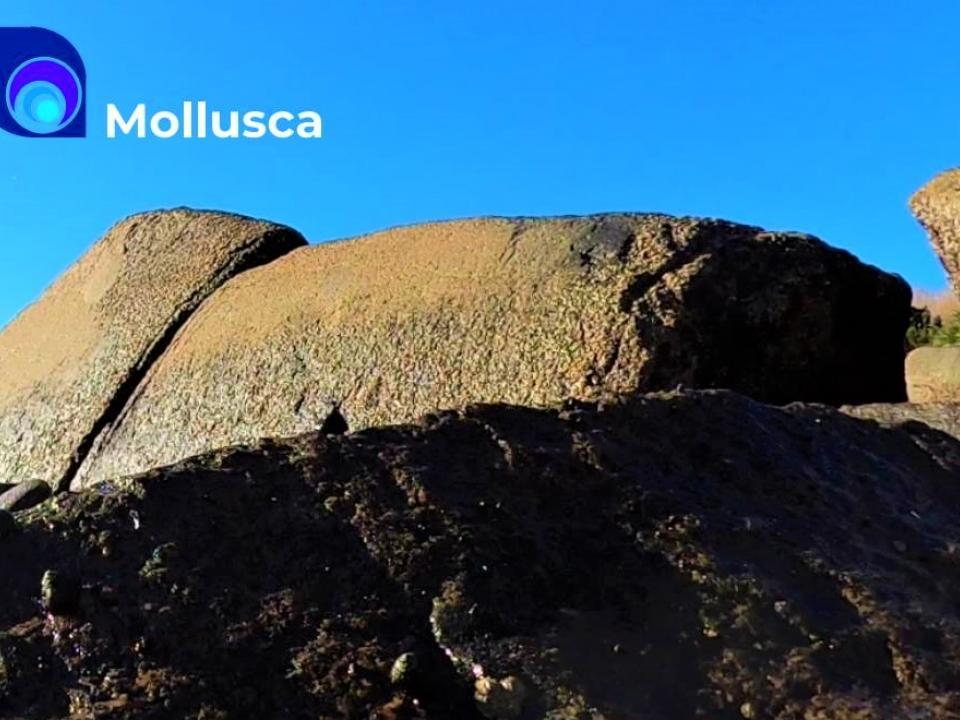 banner_mollusca