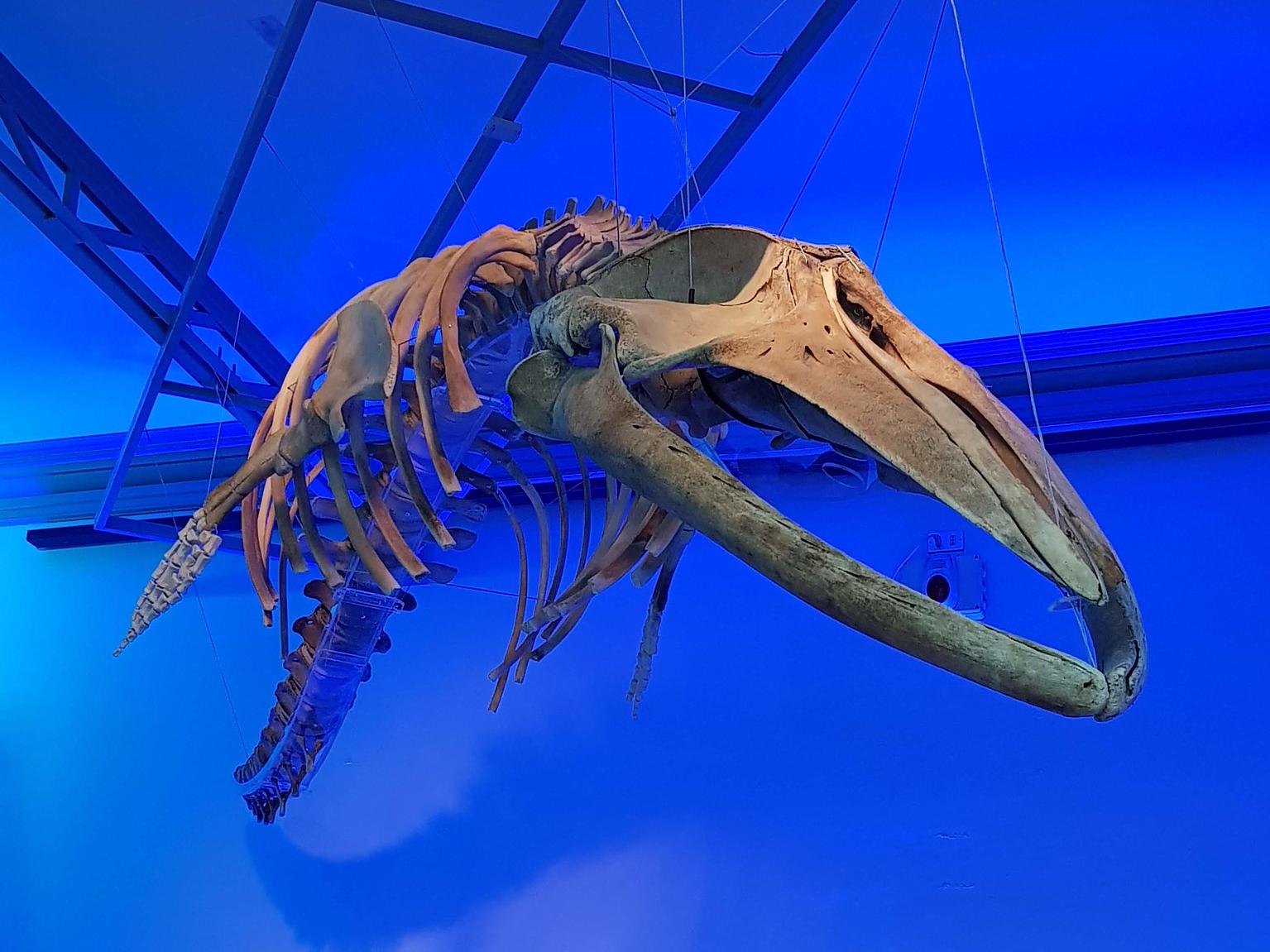 Esqueleto completo de una ballena expuesta en el museo, esta se encuentra delante de un fondo azul asemejando al océano. 