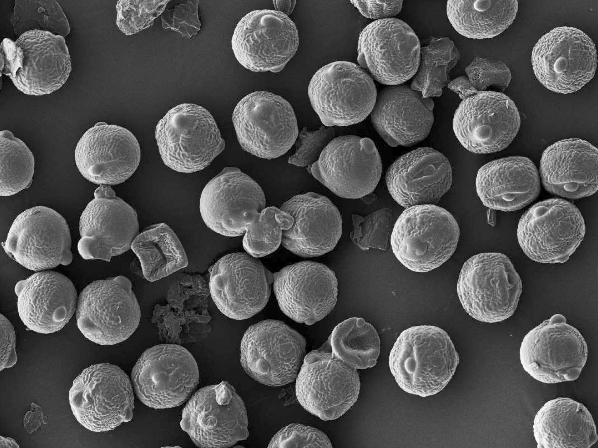 Fotografía microscópica de la composición y rol del polvo en ecosistemas de la Tierra