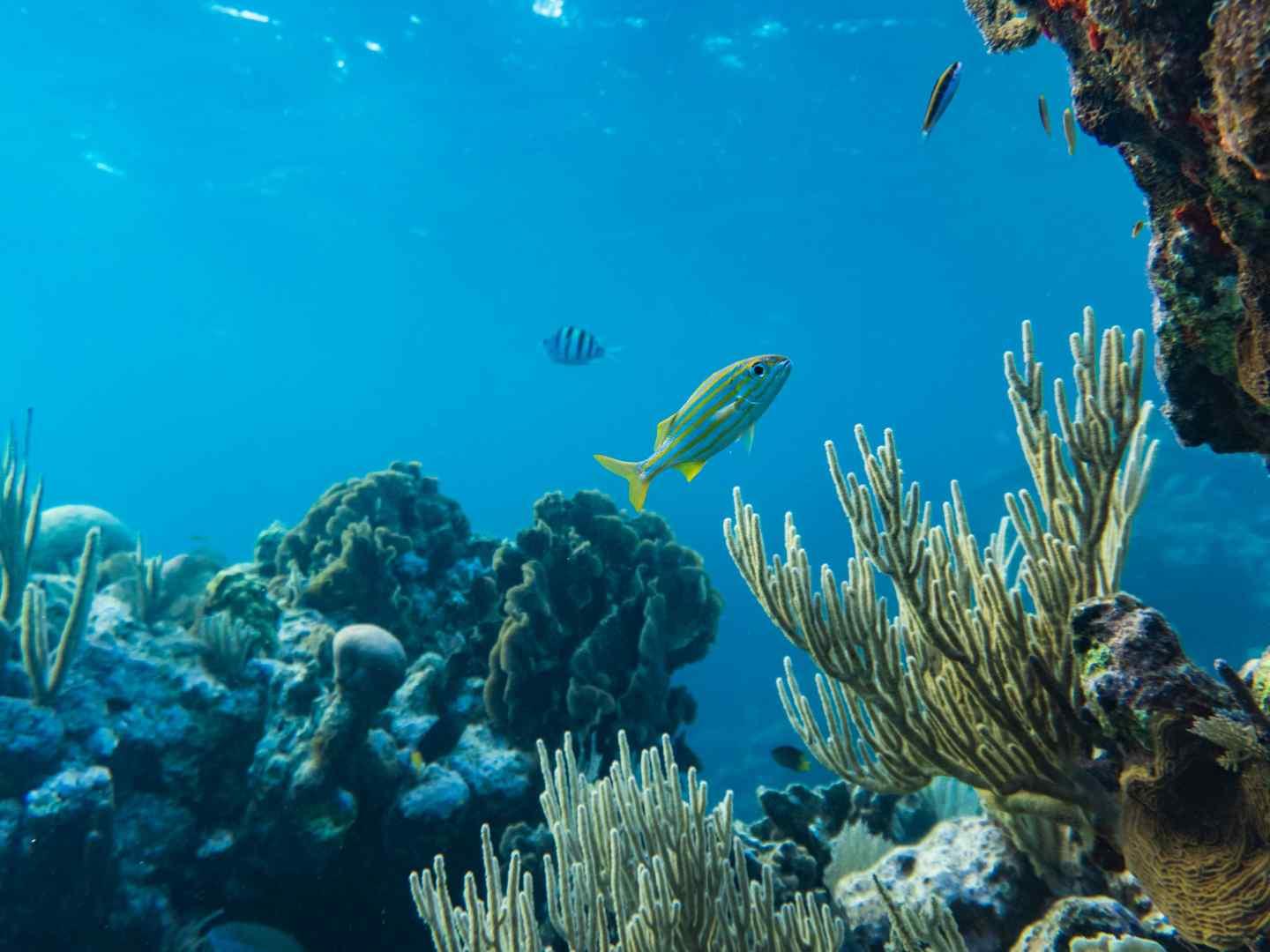 imagen fondo marino del documental "el futuro del océano"