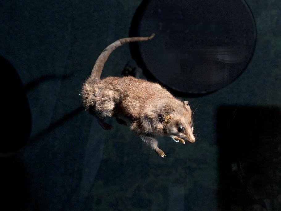 taller familiar destaca al marsupial chileno la yaca