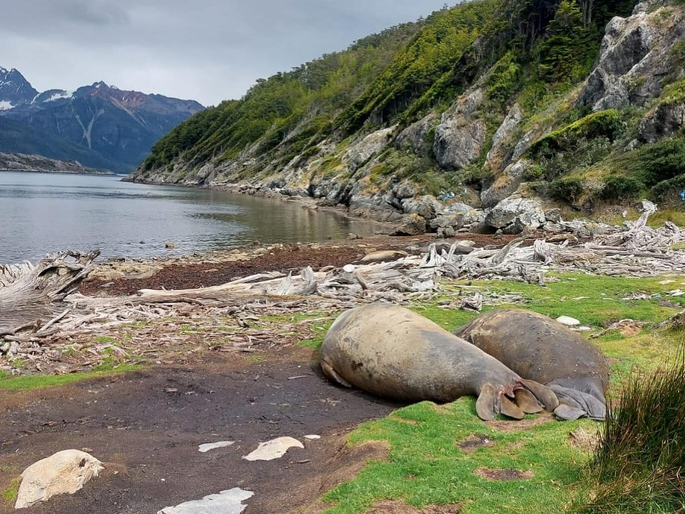 investigación Laboratorio de Ecología y Conservación de Mamíferos Marinos de la Universidad de Valparaíso