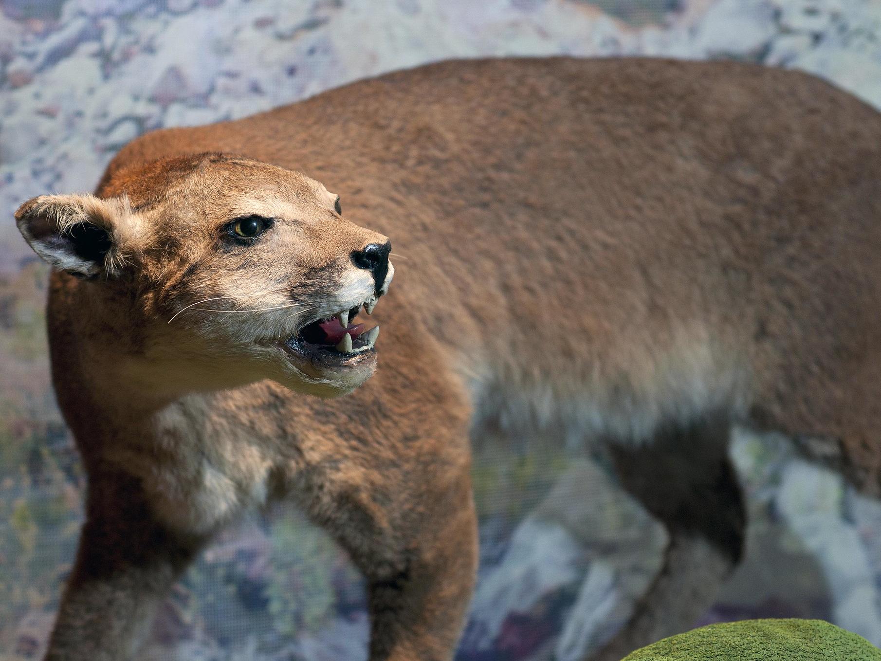 puma taxidermizado en exposición