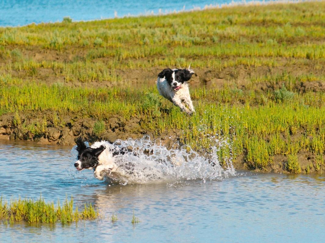 charla el impacto de los perros en ecosistemas delicados