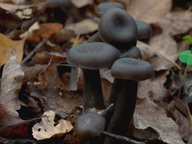 Documental Fundación Fungi “En Busca de un Hongo Perdido”