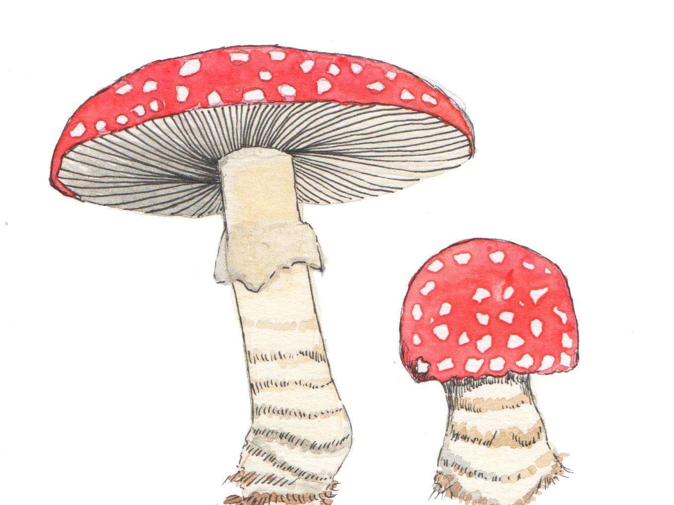Taller de dibujo de hongos para niños