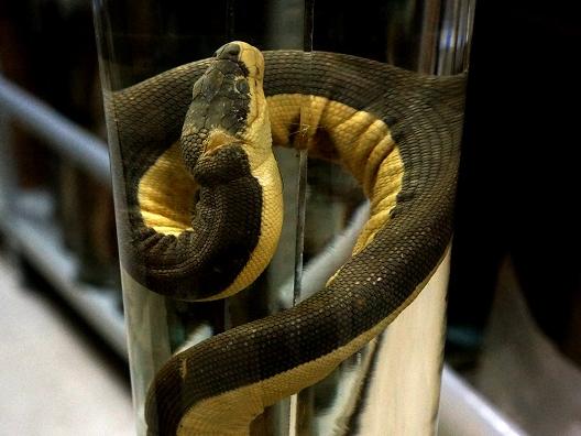 Hydrophis platurus conocida como serpiente marina amarilla