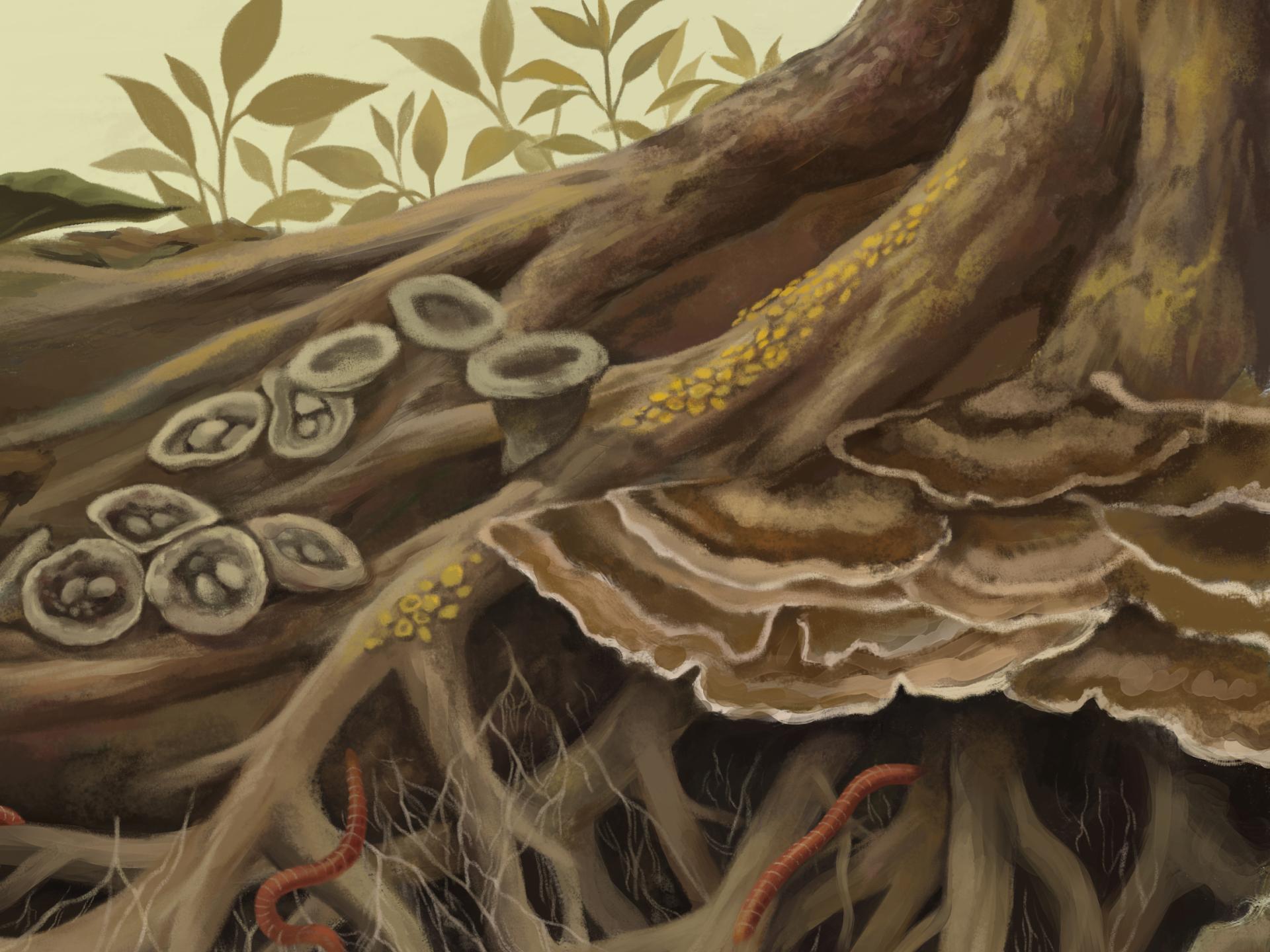 Festival fungi