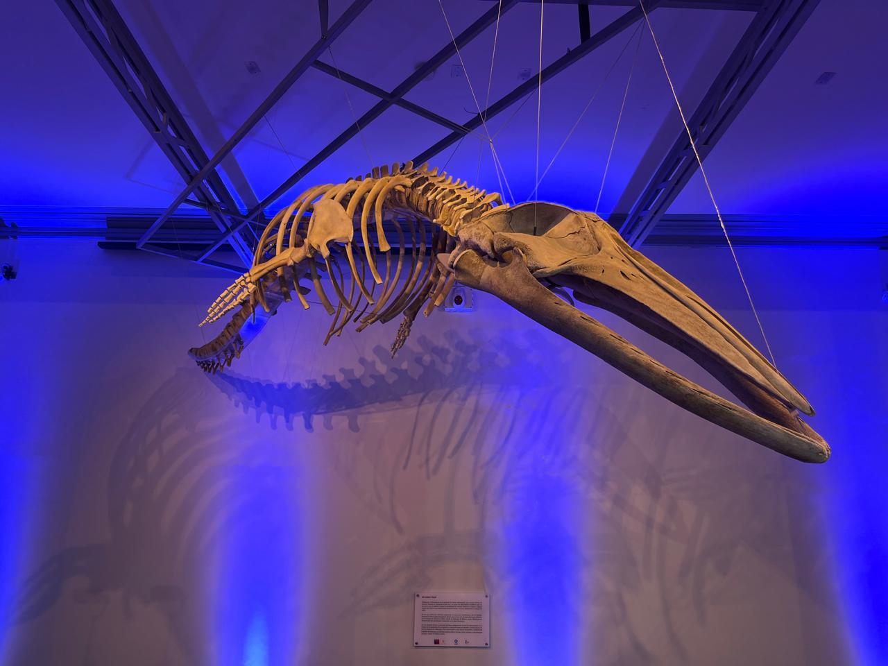 Día Mundial de la Educación Ambiental