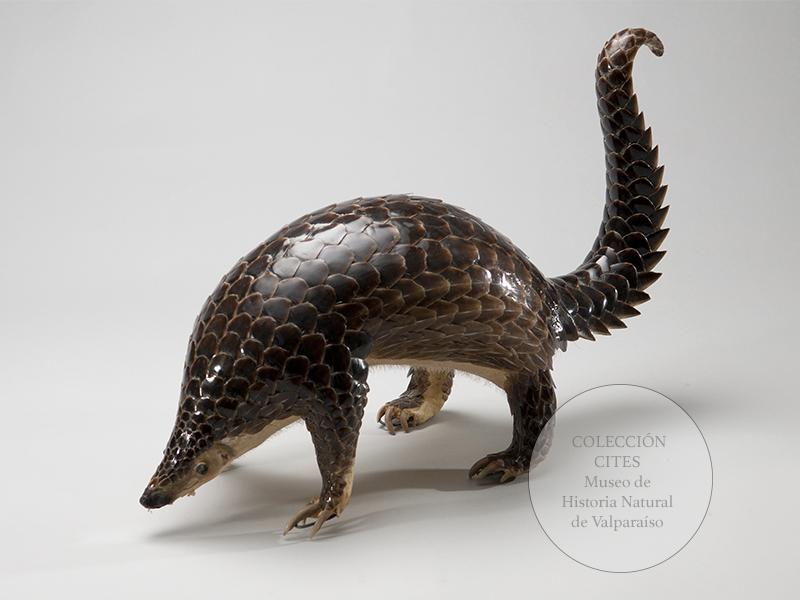 pangolin malayo disecado tráfico ilícito de especies