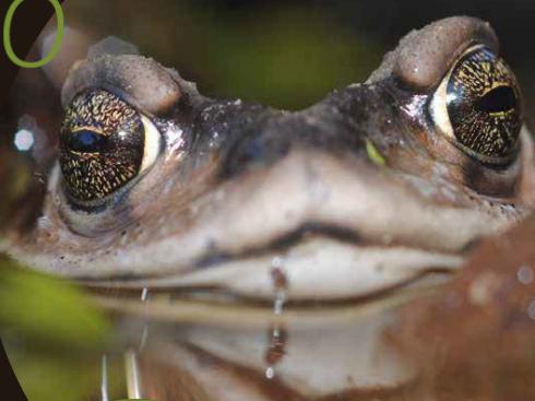 diez especies de animales características del bosque esclerófilo chileno