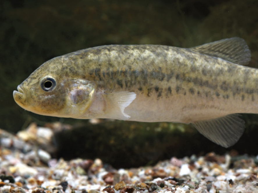 Orestias piacotensis