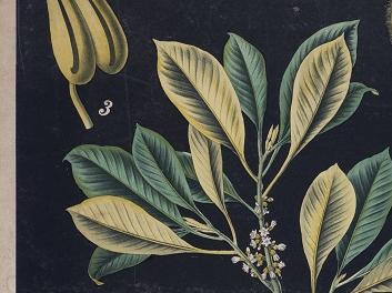 Isonandro, Gutapercha