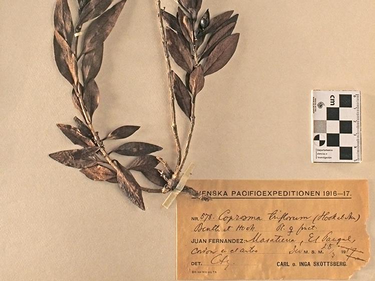 Coprosma triflorum (Hook. et Arn.) Benth. et Hook.