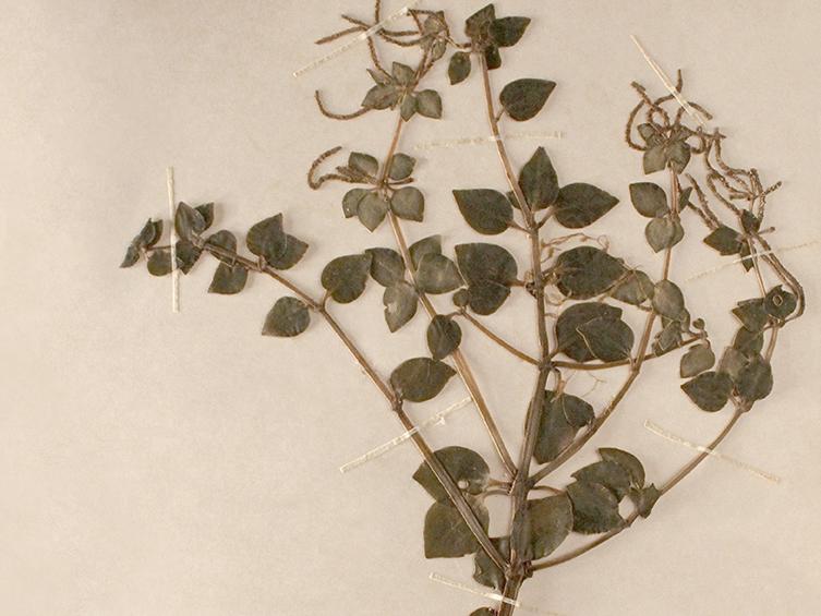 Peperomia fernandeziana Miq.