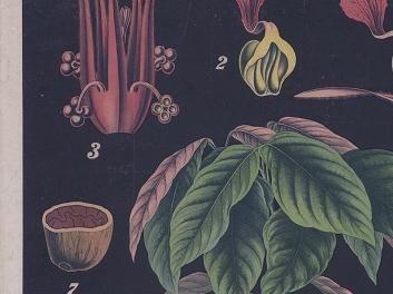 Cacao