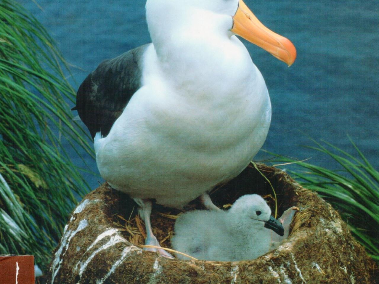 Conservación de la biodiversidad de importancia mundial a lo largo de la costa chilena