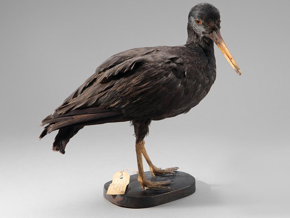 Pilpilén negro (Haematopus ater)