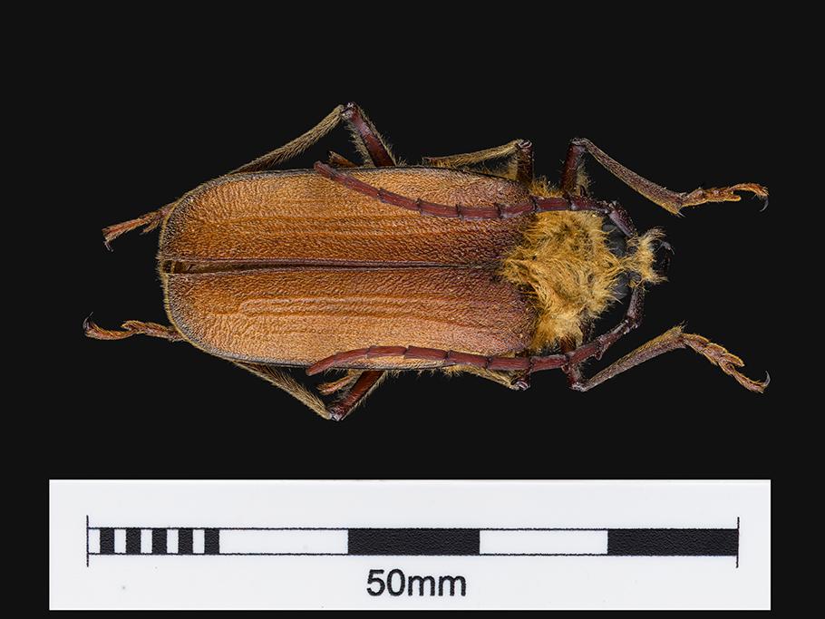 Madre de la culebra (Acanthinodera cummingi) (Familia: Cerambycidae)