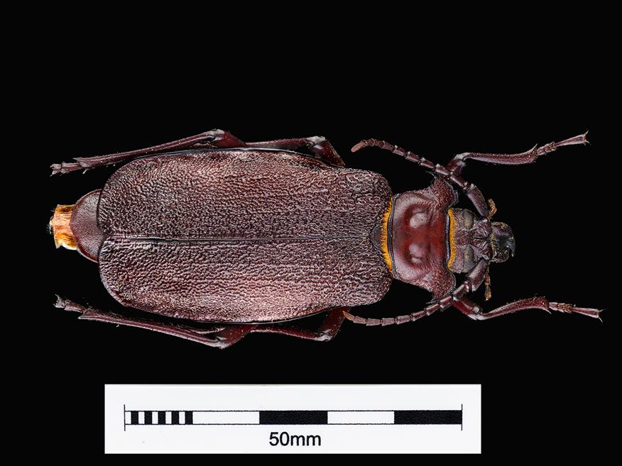 Madre de la culebra (Acanthinodera cummingi) (Familia: Cerambycidae)