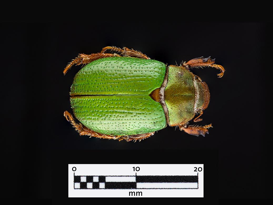 Sanjuán verde (Hylamorpha elegans) (Familia: Scarabaeidae)