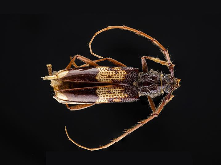 Taladro del eucalipto (Phoracantha semipunctata) (Familia: Cerambycidae)