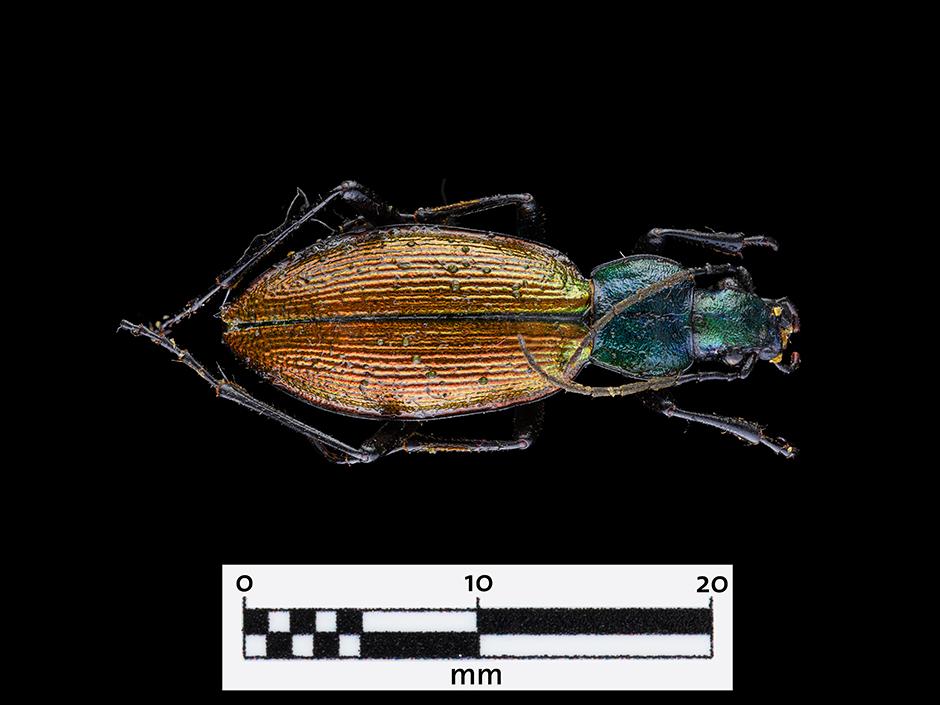 Peorro común (Ceroglossus chilensis) (Familia: Carabidae)