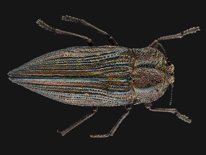 Ectinogonia (Ectinogonia fastidiosa) (Familia: Buprestidae)