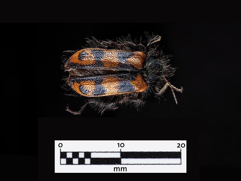 Pololo colorado (Astylus trifasciatus) (Familia: Melyridae)