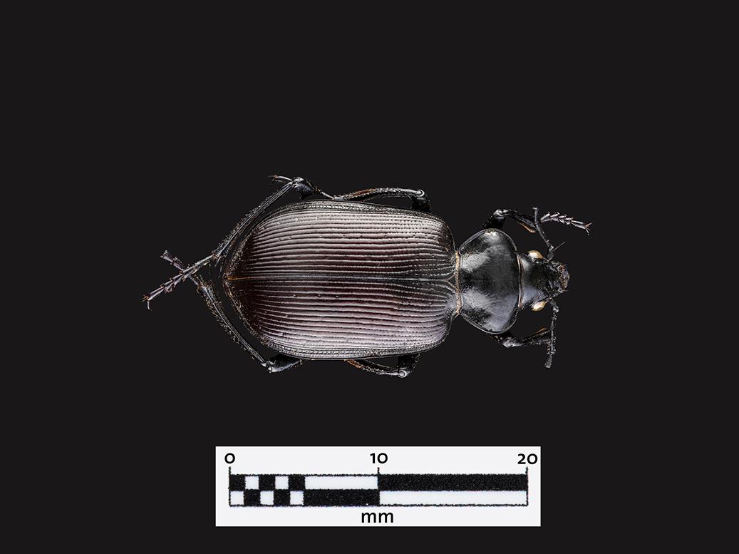 Peorro negro (Calosoma vagans) (Familia: Carabidae)