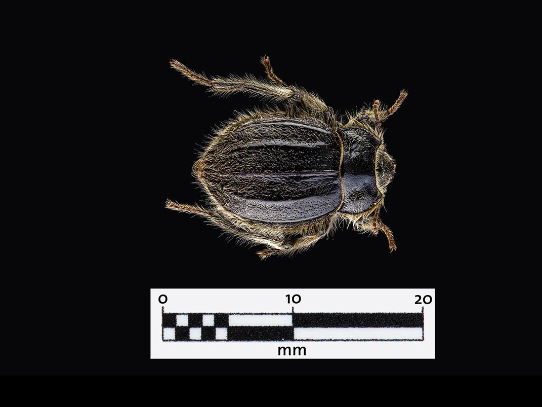 Psectrascelis similis (Familia: Tenebrionidae)