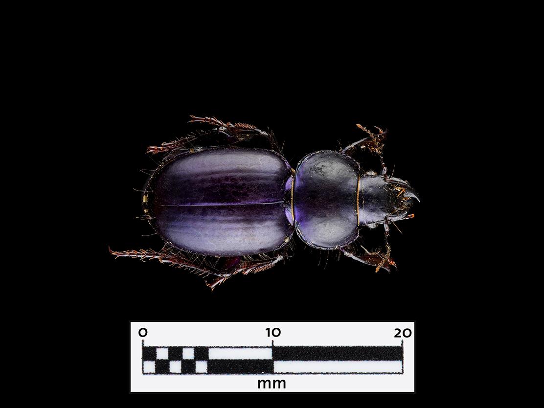 Cnemalobus cyaneus (Familia: Carabidae)